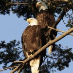 Bald Eagles