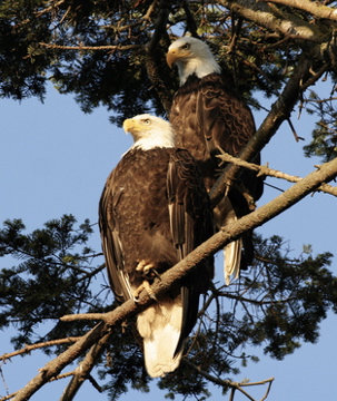 How do bald eagles communicate?